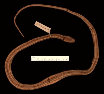 Media type: image;   Herpetology R-24983
